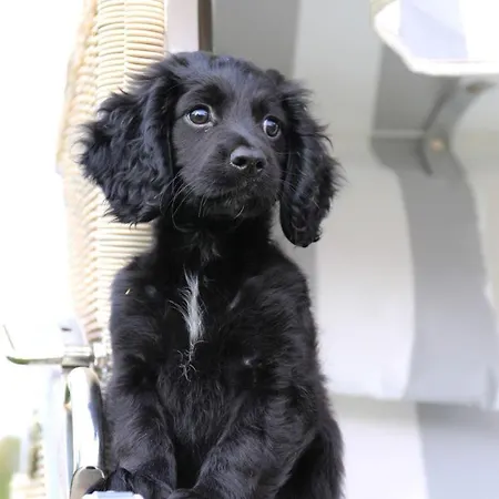 Barkley Reethaus Gross Schwansee